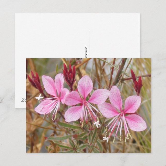 Cartão postal - Pink Guara (Frente/Verso)