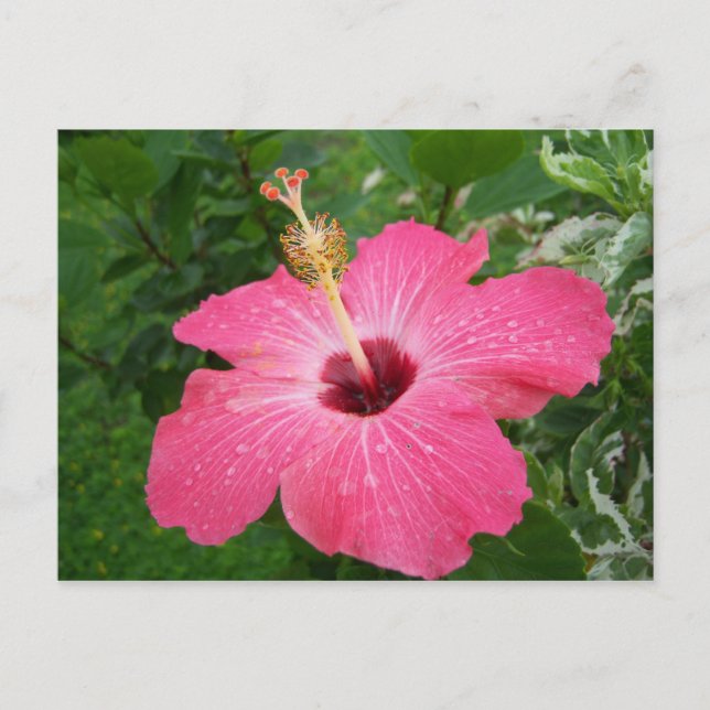 Cartão Postal Pink Hibiscus Postcard (Frente)