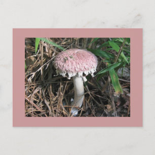 Cartão Postal Pink Mushroom