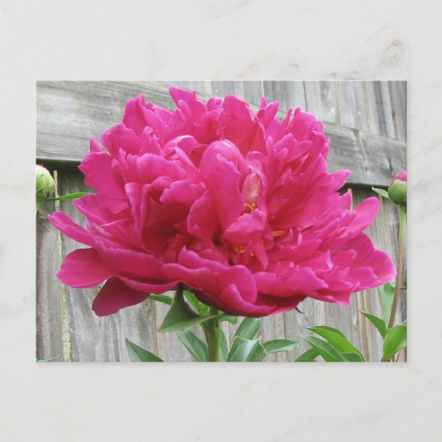 Cartão Postal Pink Peony (Frente)