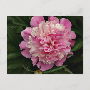 Cartão Postal Pink Peony