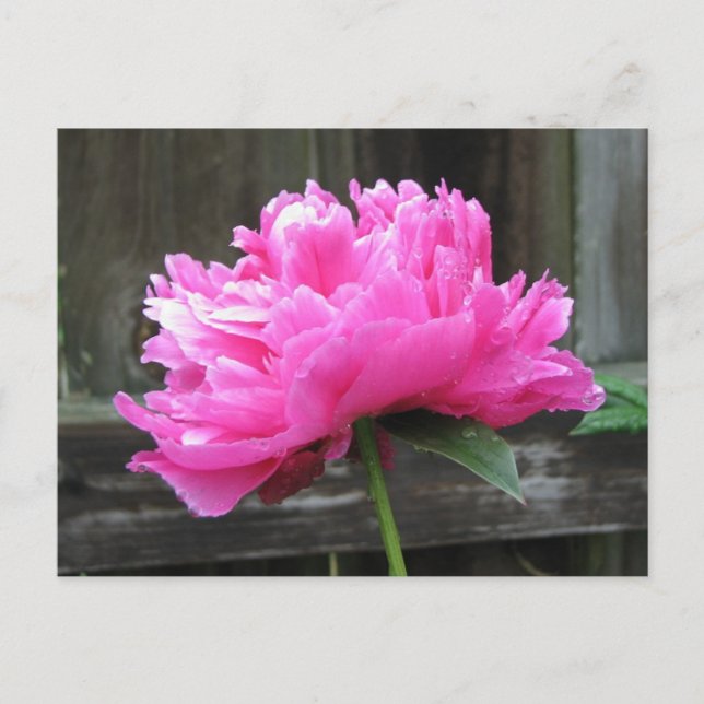 Cartão Postal Pink Peony Bloom (Frente)