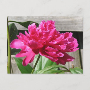 Cartão Postal Pink Peony Bloom