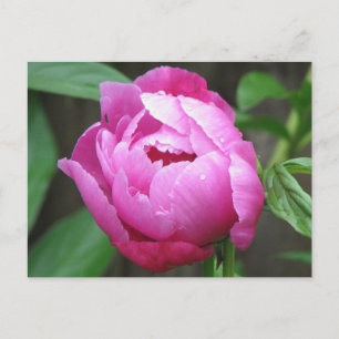 Cartão Postal Pink Peony Bloom