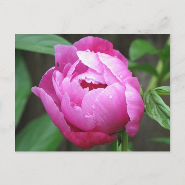 Cartão Postal Pink Peony Bloom (Frente)