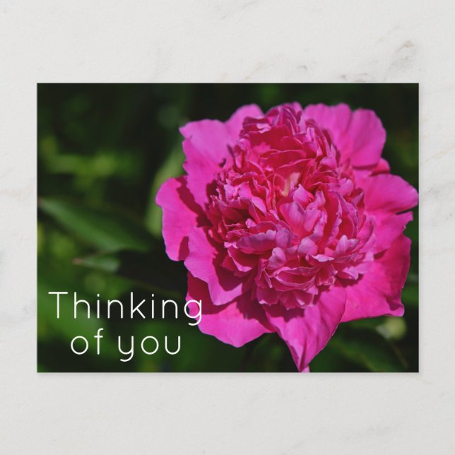 Cartão Postal Pink Peony Garden Flower Pensando em você (Frente)