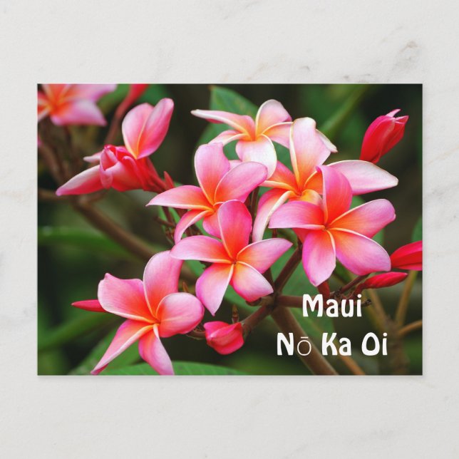 Cartão Postal Pink Plumeria Flowers, Maui Nō Ka Oi (Frente)