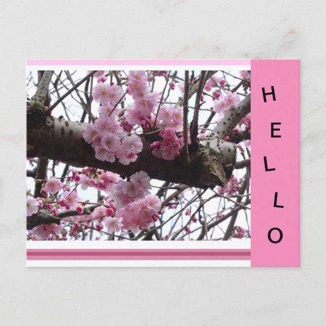 Cartão postal Pink Prunus Blossomo HELLO (Frente)