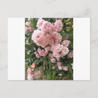 Cartão Postal Pink Rose Blossom Floral Photography Postcard