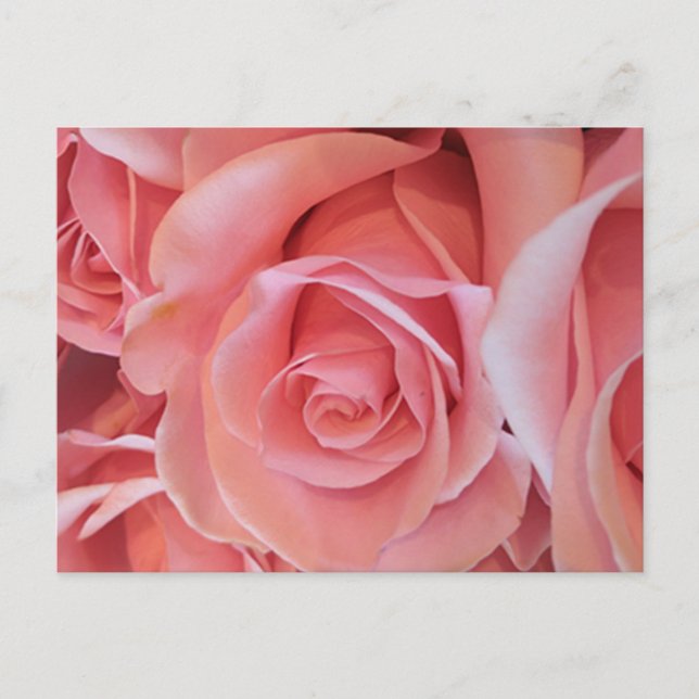 Cartão Postal Pink Rose Postcard (Frente)