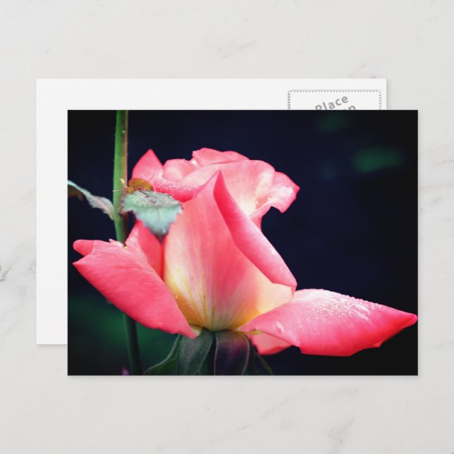 Cartão Postal Pink Rosebud Delight Flower Photography  (Frente/Verso)