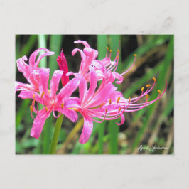 Cartão Postal Pink Spider Lily [Postcard]