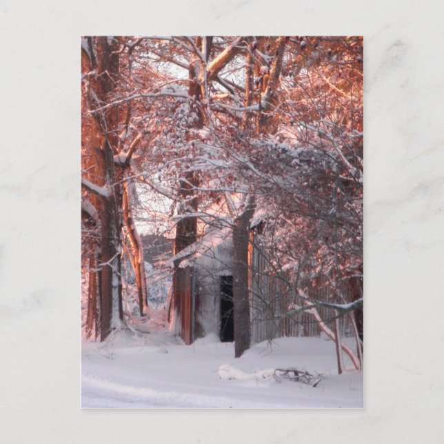 Cartão Postal Pink Sunrise na Foto de inverno da Neve (Frente)