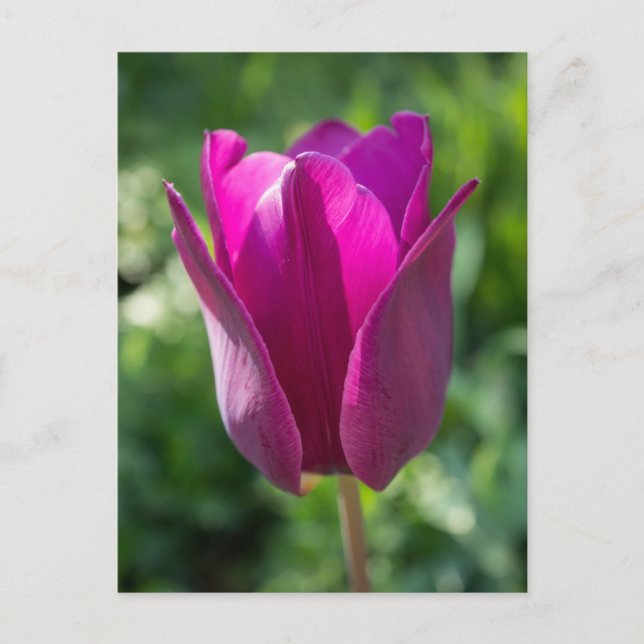 Cartão Postal Pink Tulip Postcard (Frente)