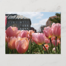 Cartão Postal Pink Tulips in Boston