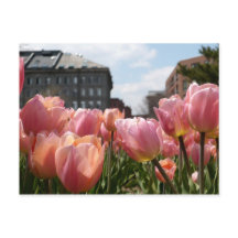 Pink Tulips in Boston