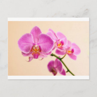 Cartão Postal Pinke Orchidee