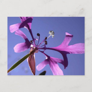 CARTÃO POSTAL PINKFAIRIRIES