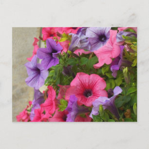 Cartão Postal Pinks