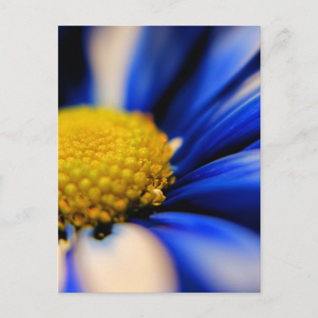 Cartão Postal Pino (Frente)