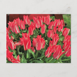 Cartão Postal Pinóquio Tulipas