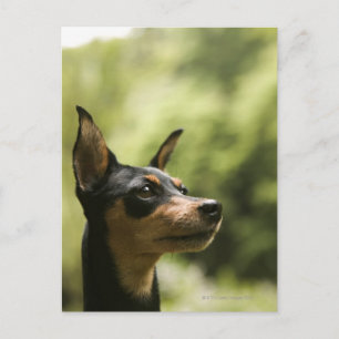 Cartão Postal Pinscher Miniatura (Min-Pin) 2