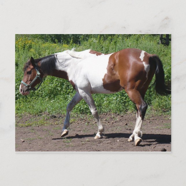 Cartão Postal Pinta pura (Frente)