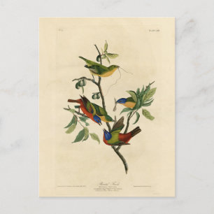 Cartão Postal Pintados de finch (Bunting) - Aves da América de A
