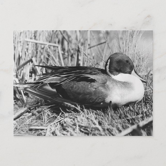 Cartão Postal Pintail Drake Black and White (Frente)