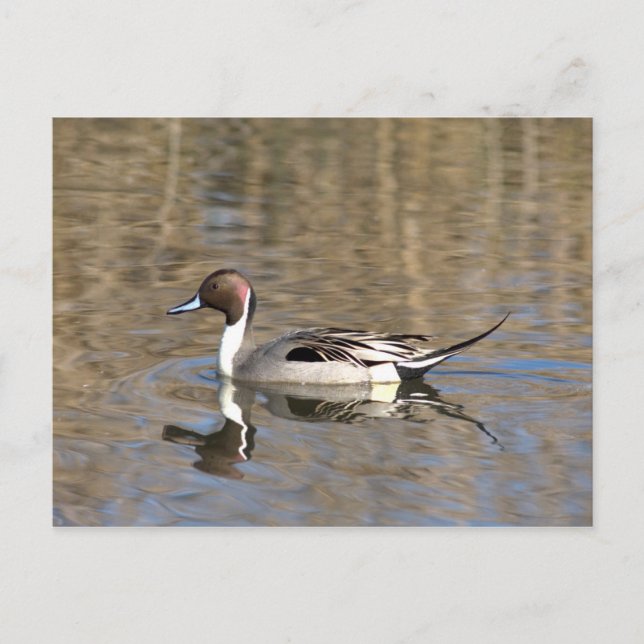 Cartão Postal Pintail Duck Natações Em Um Pond (Frente)