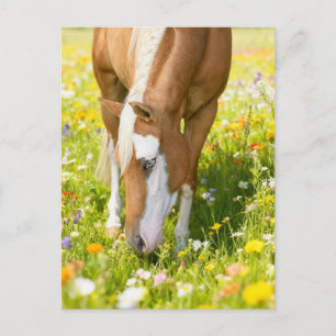 Cartão Postal Pintar cavalo no prado de flores silvestres