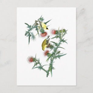 Cartão Postal Pintassilgo Americano John Audubon Birds of Americ