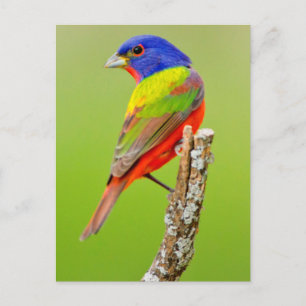 Cartão Postal Pintassilgo Azul (Passerina ciris) Macho Empoleira
