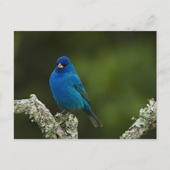 Cartão Postal Pintassilgo Azul, Passerina cyanea, Costeiro (Frente)