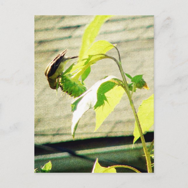 Cartão Postal Pintassilgo e Girassol (Frente)