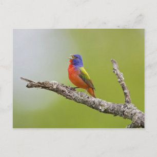 Cartão Postal Pintassilgo-pintado (Passerina ciris) macho cantan