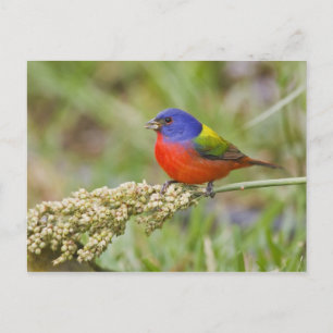 Cartão Postal Pintassilgo pintado (Passerina ciris) macho se ali