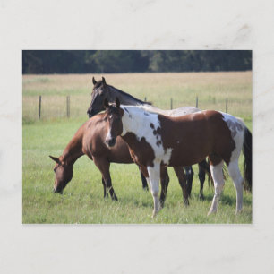 Cartão Postal Pinte o cavalo e os amigos