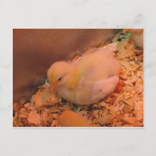 Cartão Postal Pintinho Contemplativo