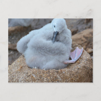 Cartão Postal Pintinho de albatroz