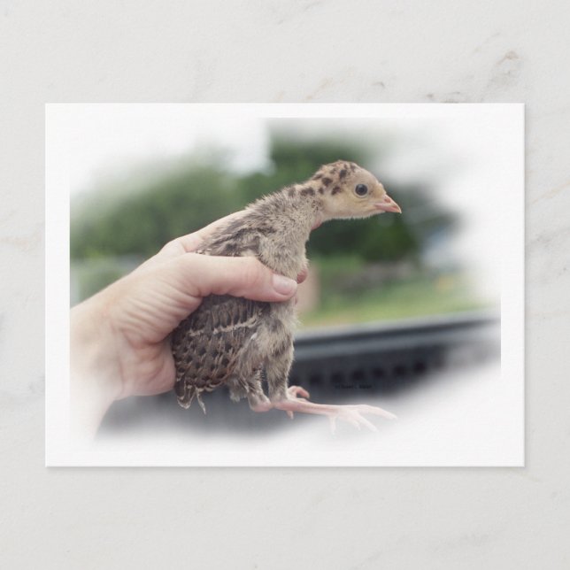 Cartão Postal Pintinho de peru bebê sendo mantido pela mão (Frente)