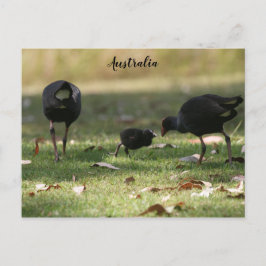 Cartão Postal Pintinho de Swamphen e Bebê Roxo Australiano