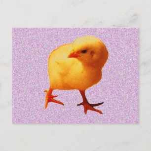 Cartão Postal Pintinho em Movimento