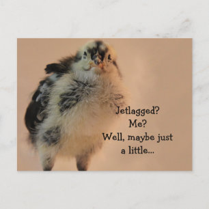 Cartão Postal Pintinho feio