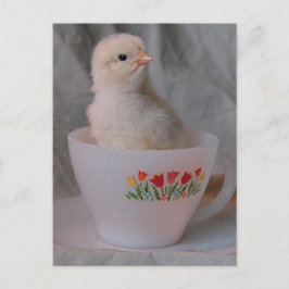 Cartão Postal Pintinho no Vintage Teacup