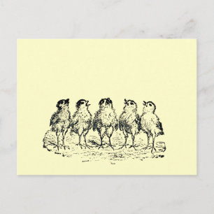 Cartão Postal pintinhos