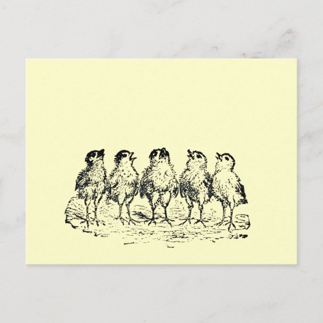 Cartão Postal pintinhos (Frente)