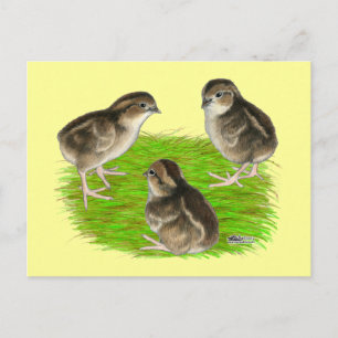 Cartão Postal Pintinhos Bobwhite Quail