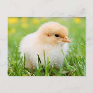 Cartão Postal Pintinhos De Bebês Felpudos Bonitos - Animais De C