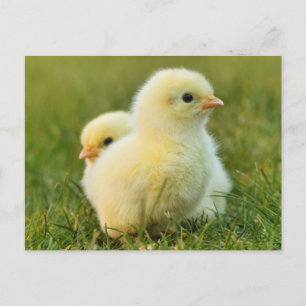 Cartão Postal Pintinhos De Bebês Felpudos Bonitos - Animais De C